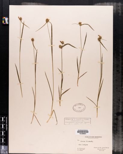 Carex flava