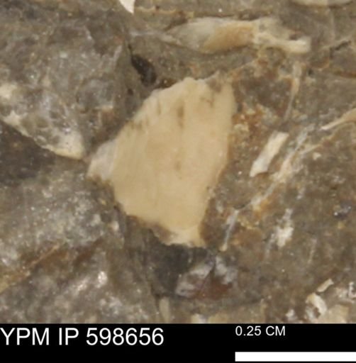 undet. Mollusca
