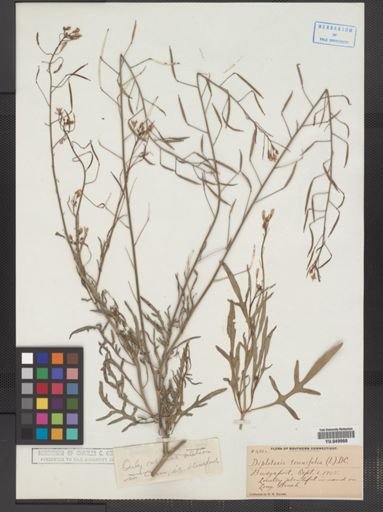 Diplotaxis tenuifolia