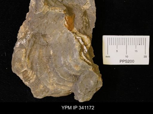 Inoceramus sp.