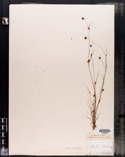 Rhynchospora knieskernii