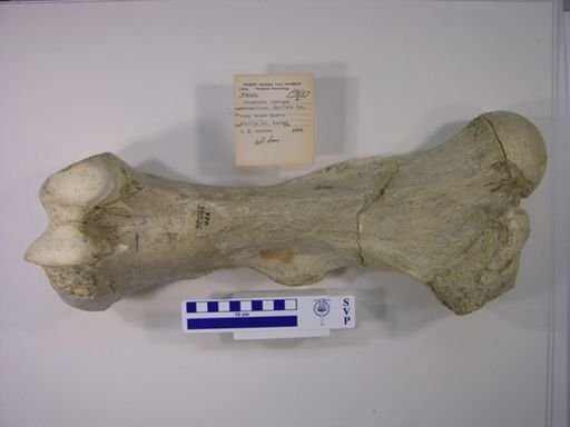 Teleoceras fossiger