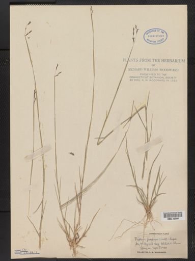 Triplasis purpurea