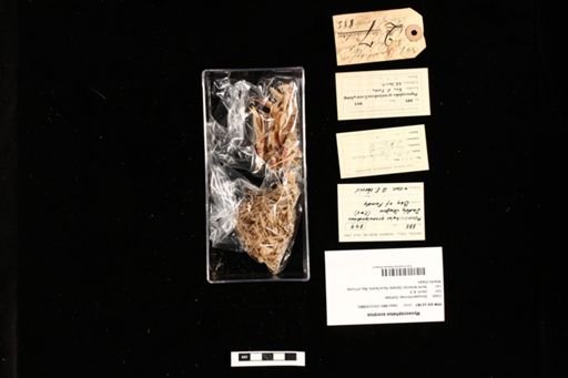 Myoxocephalus scorpius