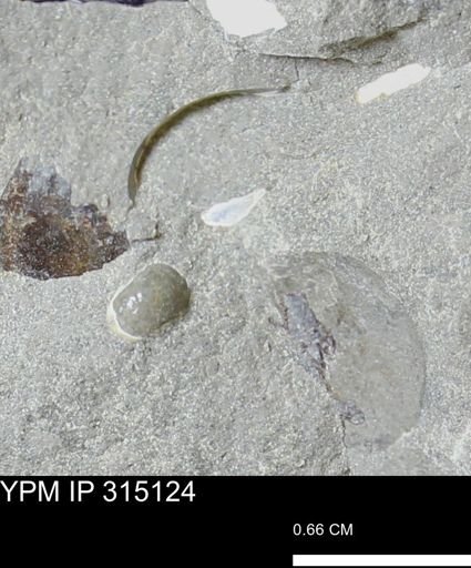 undet. Scaphitidae