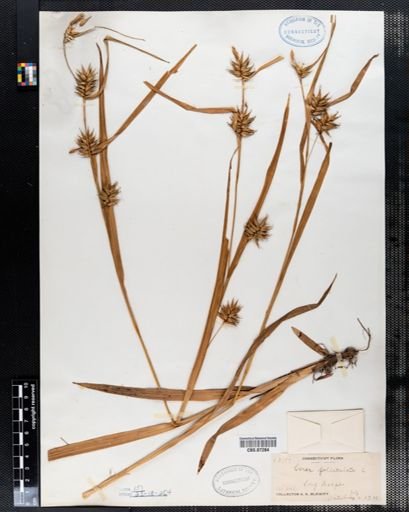 Carex folliculata