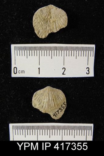 Leptocoelia sp.