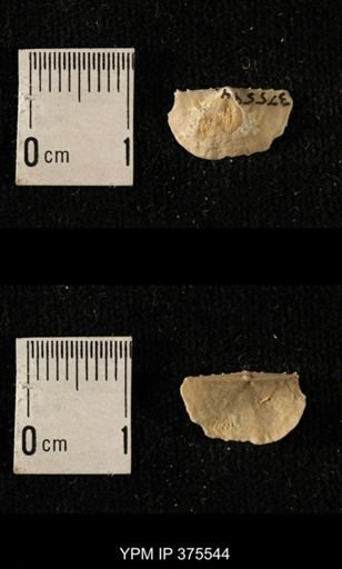 Chonetes granulifer