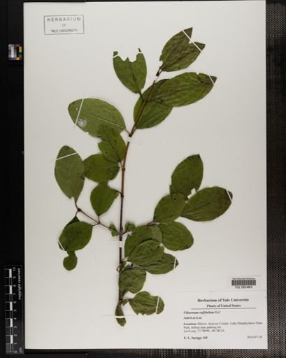 Plantae