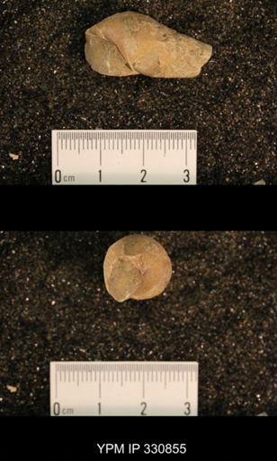 Meekospira peracuta choctawensis
