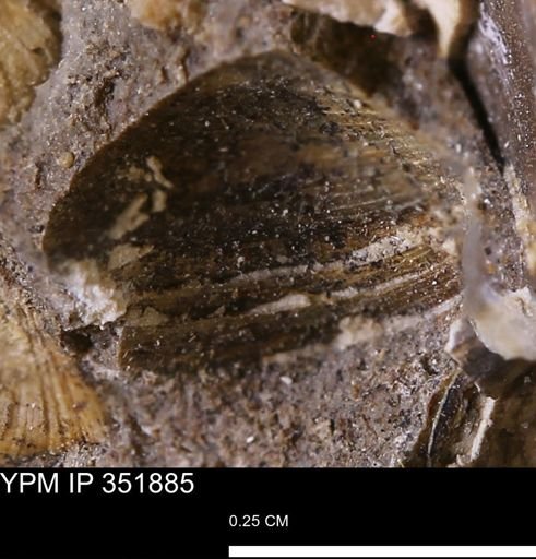 Limopsis striatopunctatus