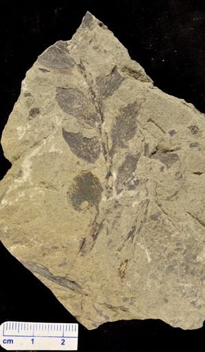 Archaeopteris