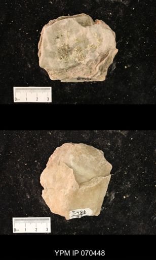 Heliolites nucella