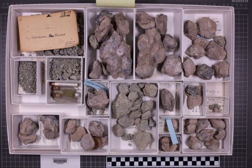 mixed taxa, stratigraphic collection