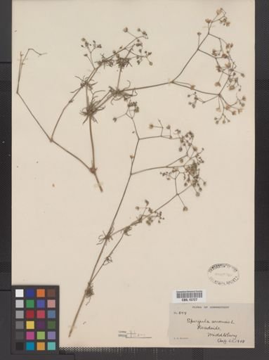 Spergula arvensis