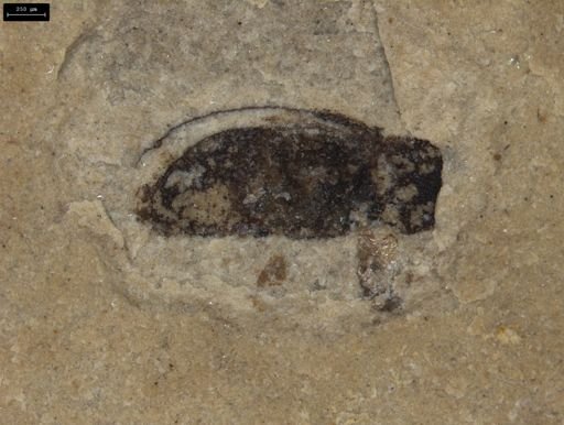 Coleoptera