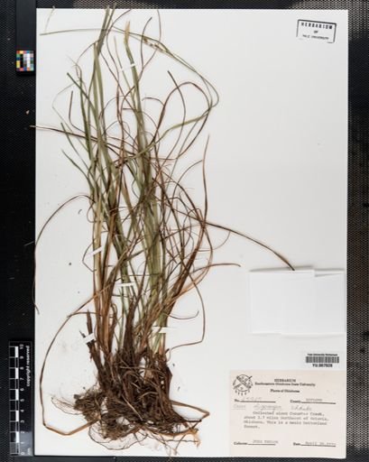 Plantae
