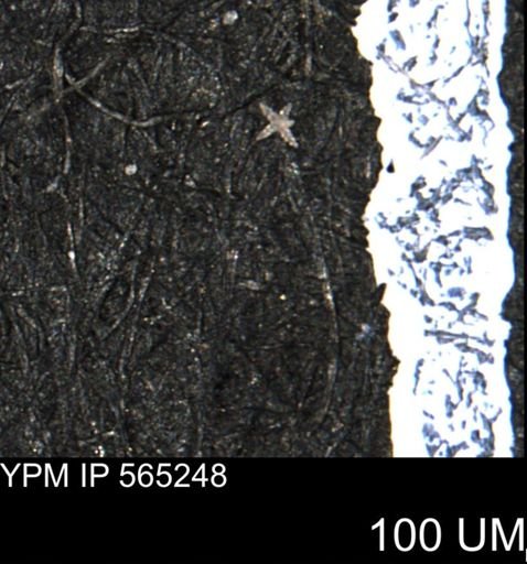 undet. Porifera