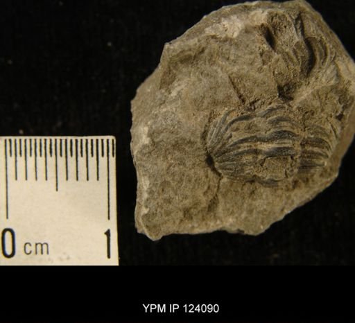 Phacops rana