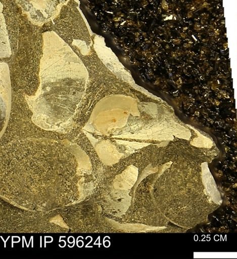 Limopsis striatopunctatus
