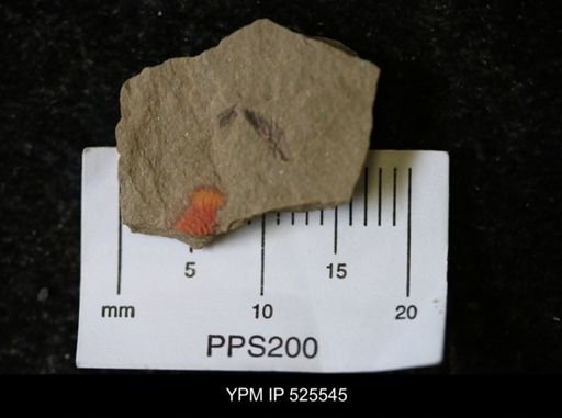 undet. Synziphosurina