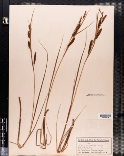 Carex
