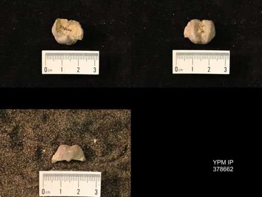 Marginifera wabashensis
