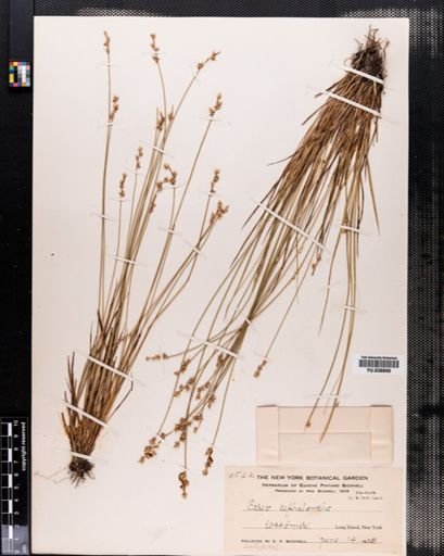 Carex cephalantha