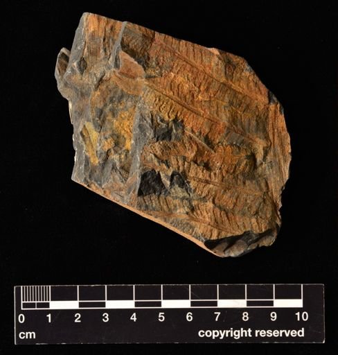 Pecopteris bullatus