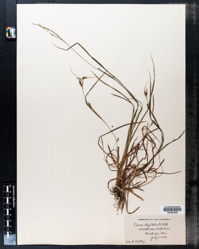 Carex digitalis