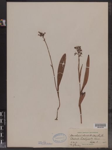 Habenaria clavellata