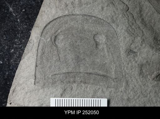 Eurypterus sp.