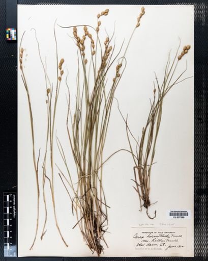 Carex hormathodes