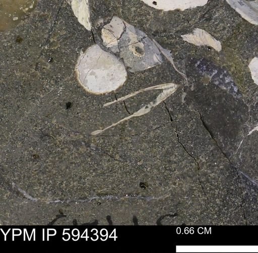 undet. Bivalvia