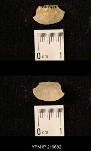 Chonetes granulifer