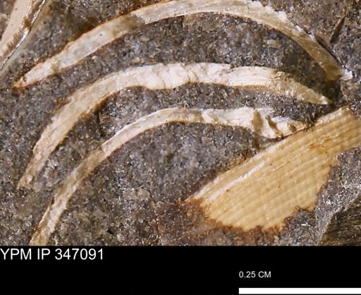 undet. Bivalvia