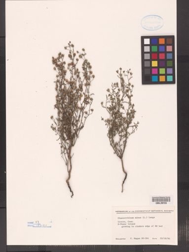 Chaenorhinum minus