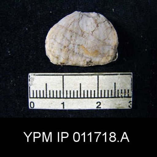 Marginifera opimus