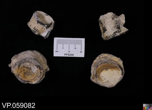undet. Actinopterygii