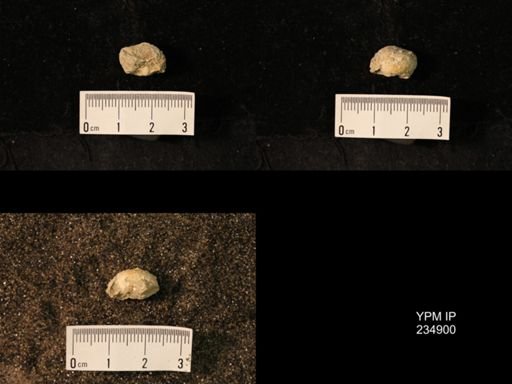 Marginifera fragilis