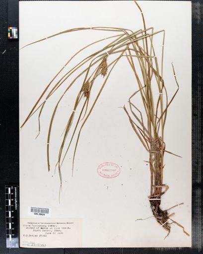 Carex tuckermanii