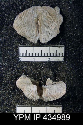 Spirifer sp.