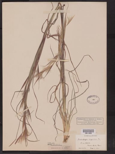 Andropogon virginicus