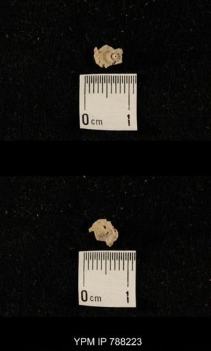 undet. Crinoidea