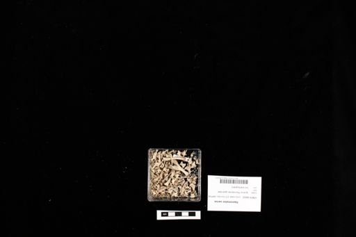Sauromalus varius