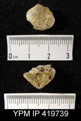 Cyrtia cyrtiniformis