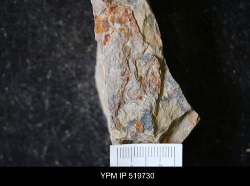 undet. Hyolithida