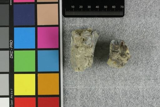 Elomeryx sp.