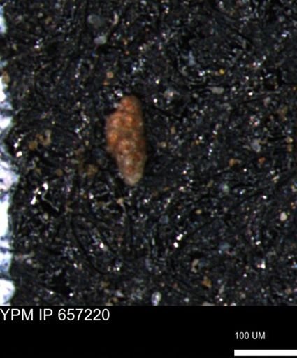 Verneuilinoides kansasensis