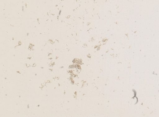 Amnicola longinqua